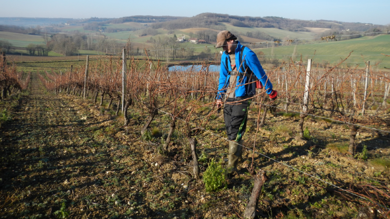 préparation de la vigne avec la taille - Emilien Siréjol du Domaine de Cauquelle